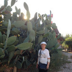 lianira, 81